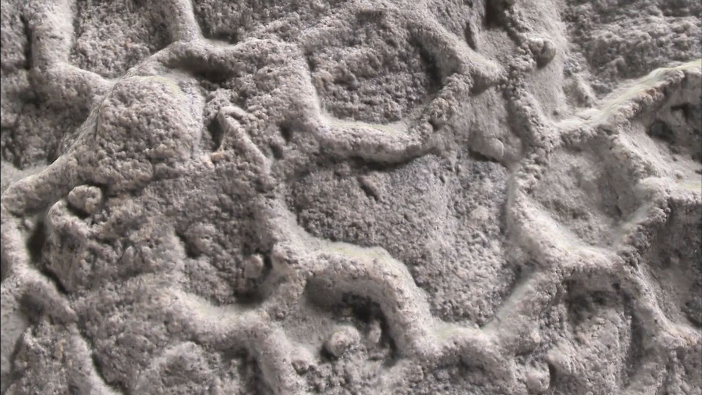 Paleontología: ¿quién dibuja panales en el fondo del mar?