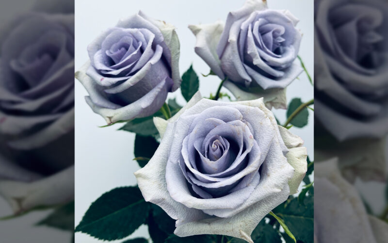 Genética: Rosas azules gracias a cuatro genes prestados