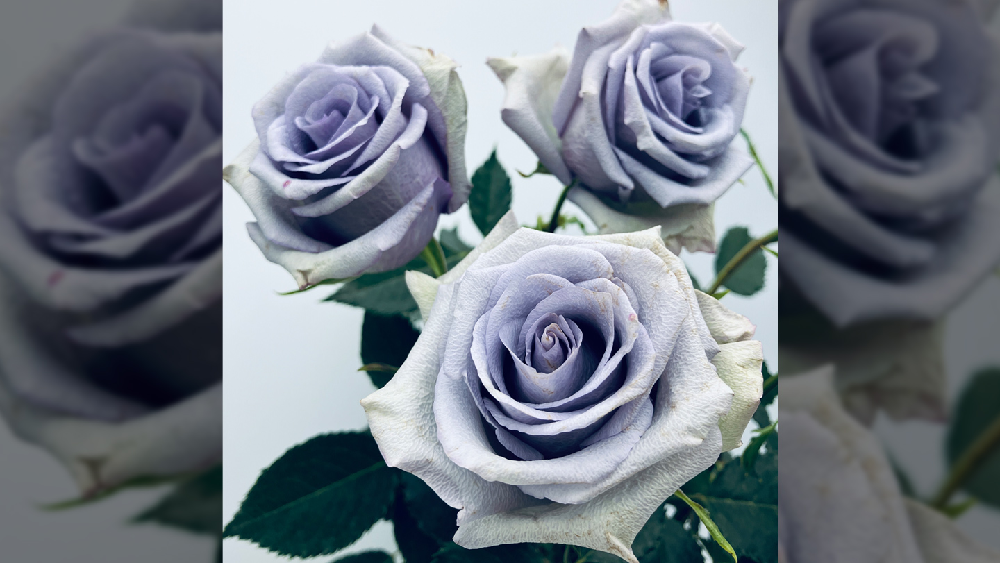 Genética: Rosas azules gracias a cuatro genes prestados