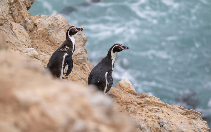Ecología: Los pingüinos de Perú pierden su refugio