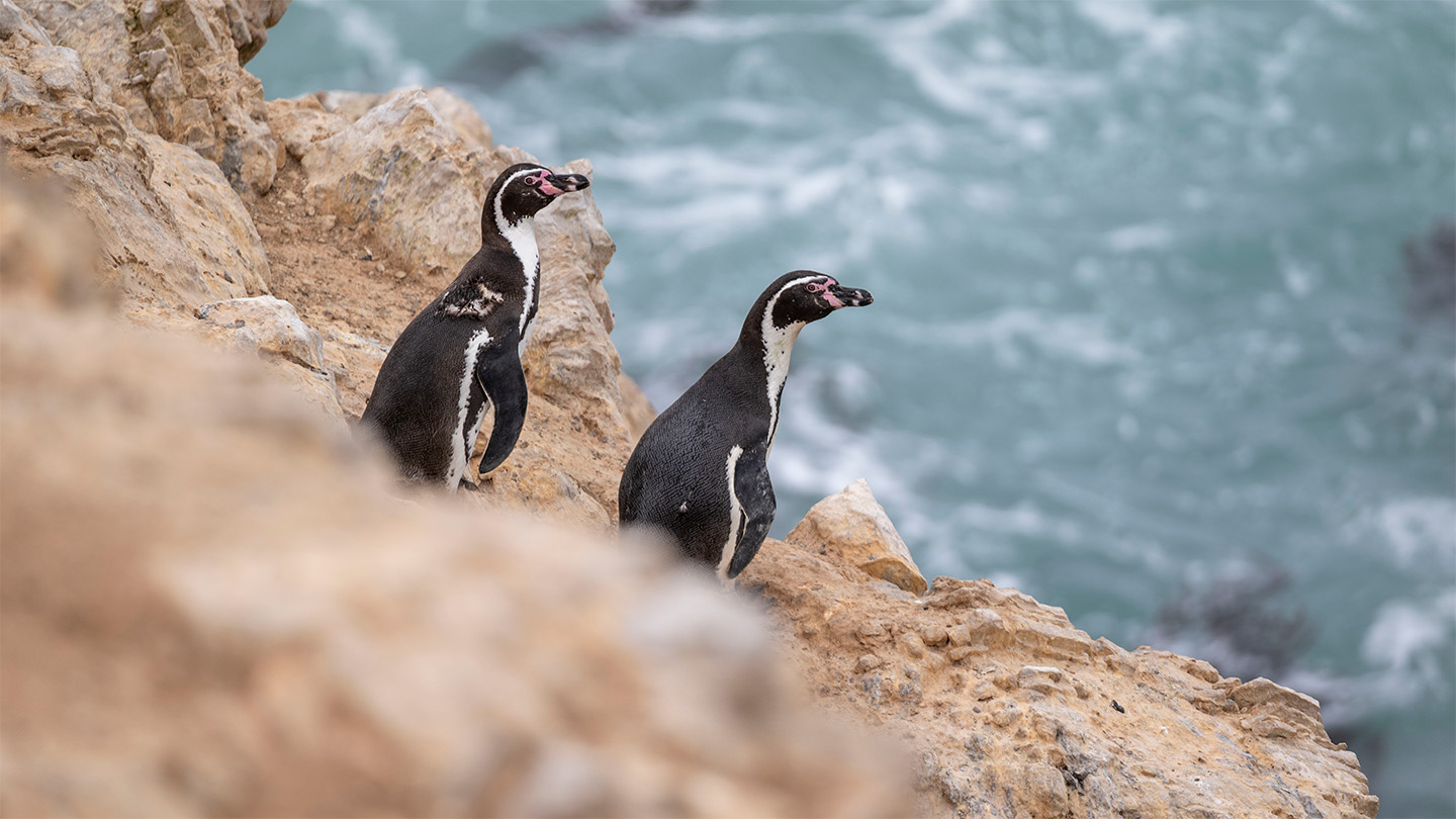 Ecología: Los pingüinos de Perú pierden su refugio