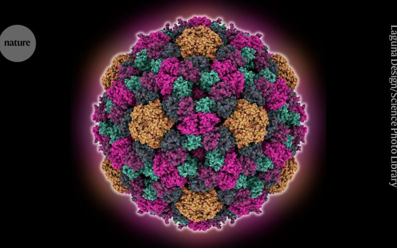 Genética: Mutar el genoma de phi X pone a prueba la IA