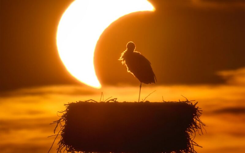 Espacio: El eclipse y la cigüeña