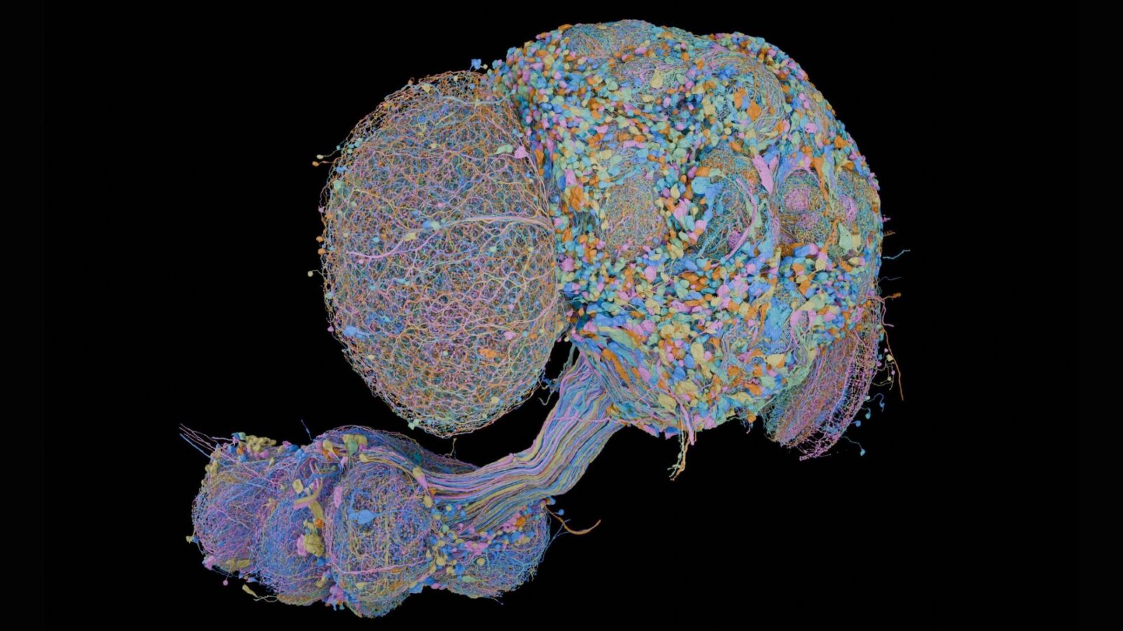 Neurociencia: mapean las 166 000 neuronas de la mosca macho