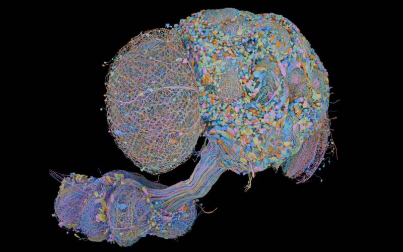 Neurociencia: mapean las 166 000 neuronas de la mosca macho