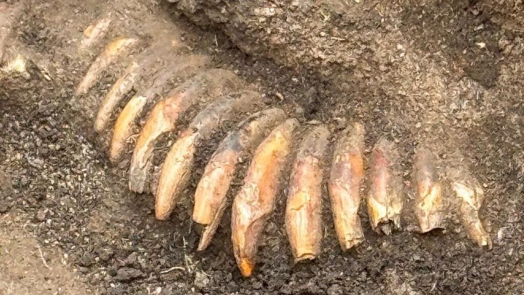 Paleontología: Una tumba neolítica con 42 dientes perforados