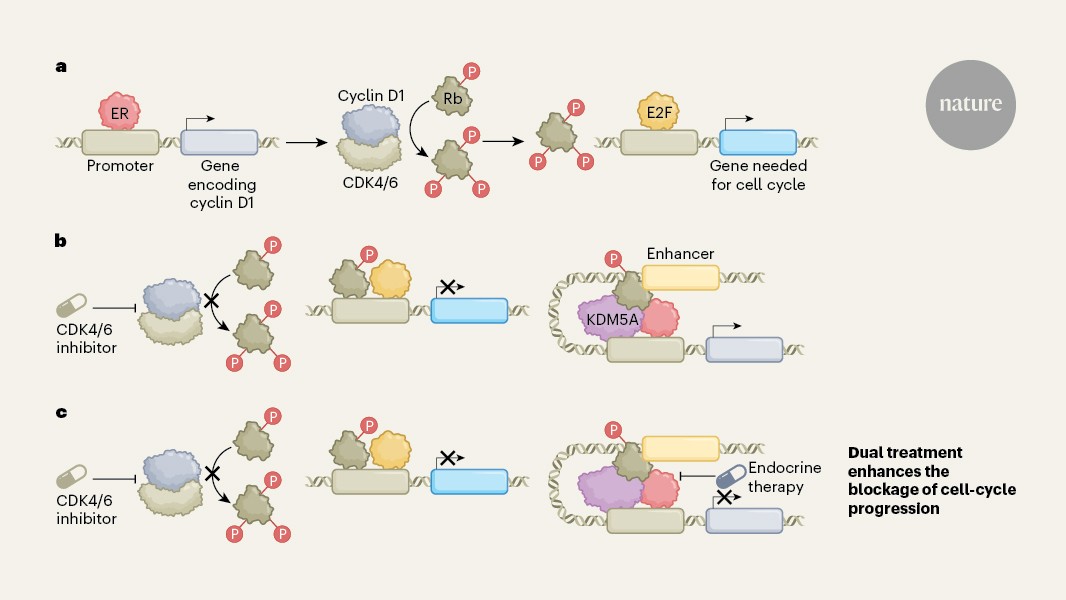 Salud: Rb revela otra cara en cáncer de mama