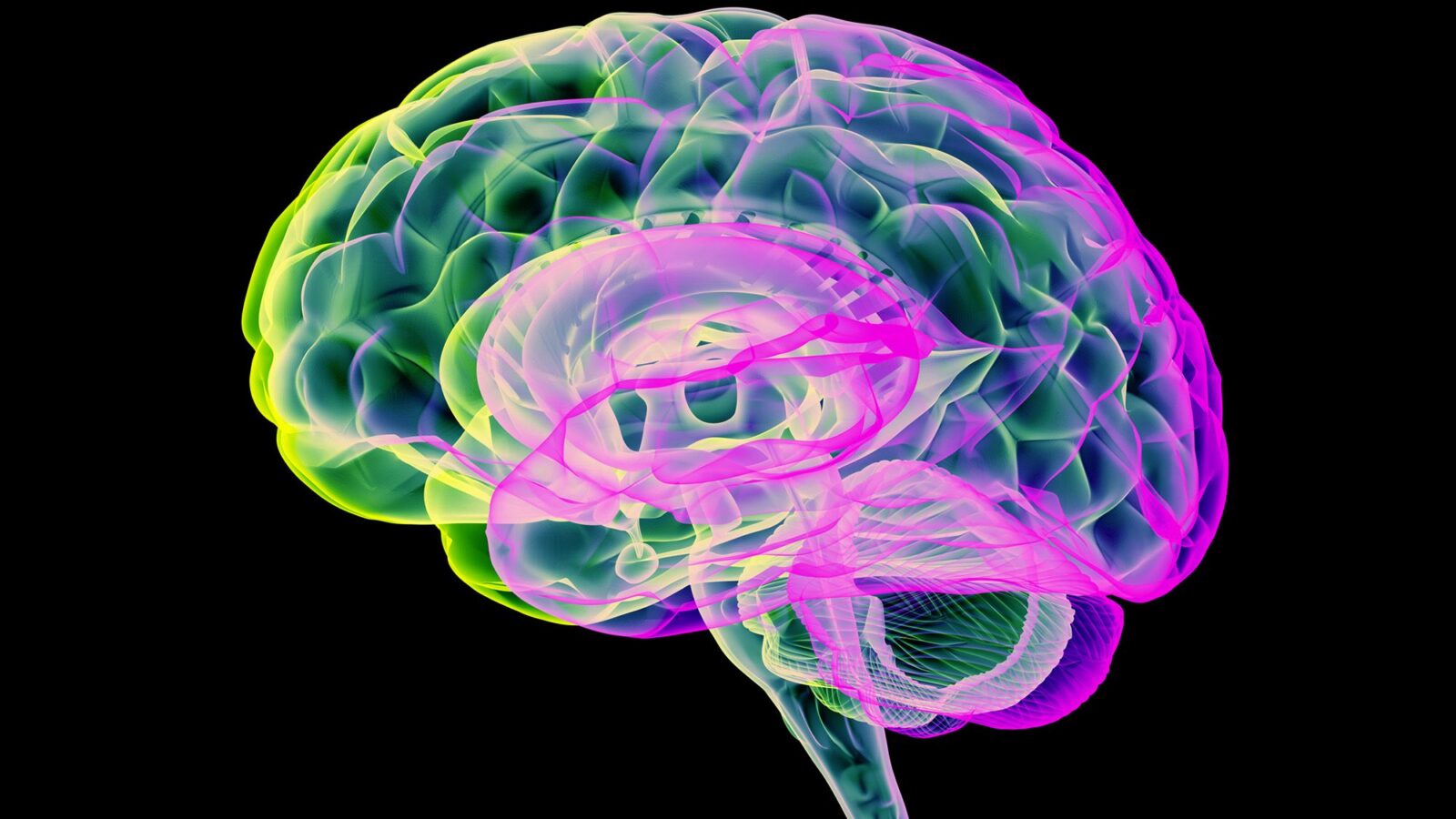 Neurociencia: el cerebro pausa su encogimiento antes de la menopausia