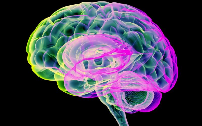 Neurociencia: el cerebro pausa su encogimiento antes de la menopausia