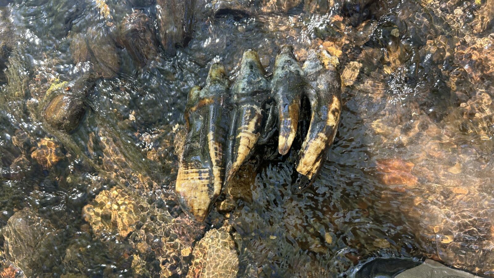 Paleo: Una extraña roca resulta ser una muela de mastodonte