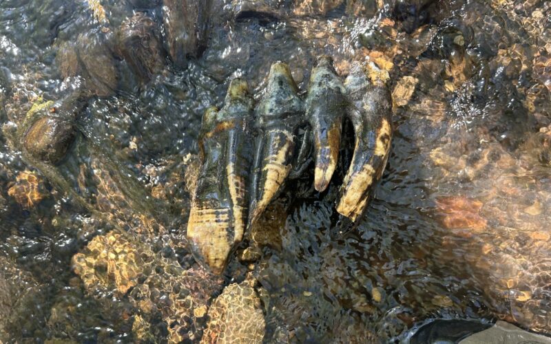 Paleo: Una extraña roca resulta ser una muela de mastodonte