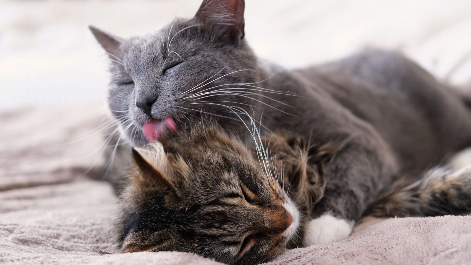 Biología: Por qué los gatos se lamen entre sí