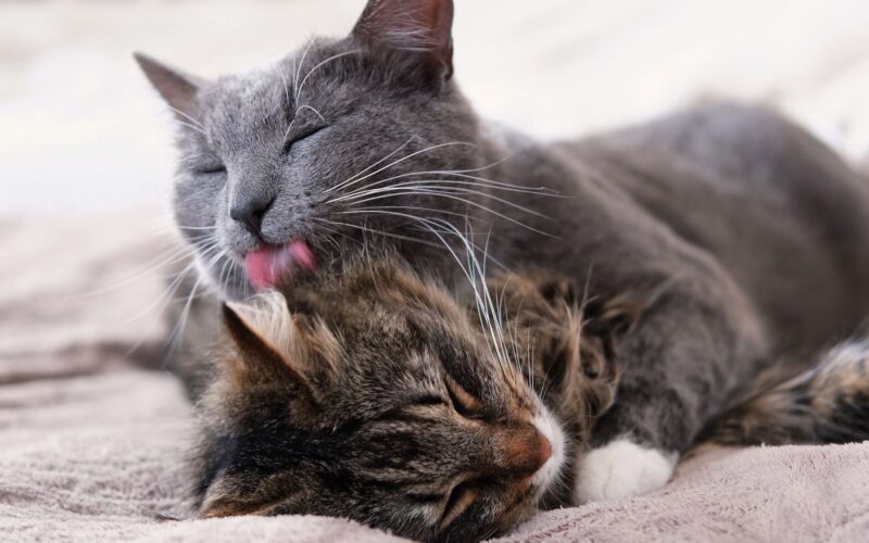 Biología: Por qué los gatos se lamen entre sí