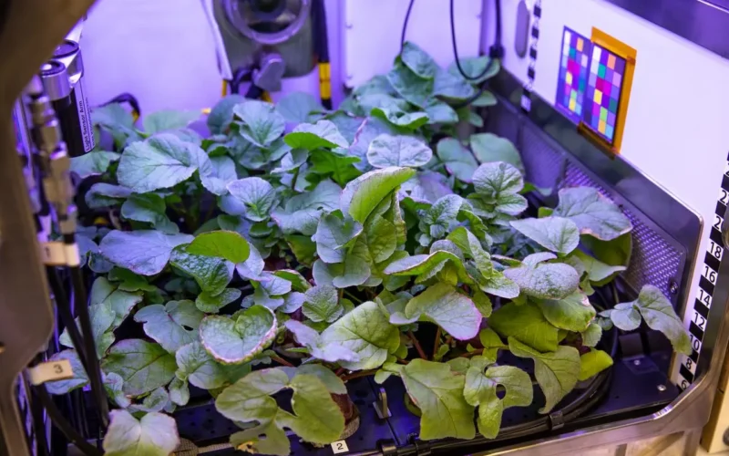 Espacio: NASA selecciona proyectos sobre cultivos y salud espacial