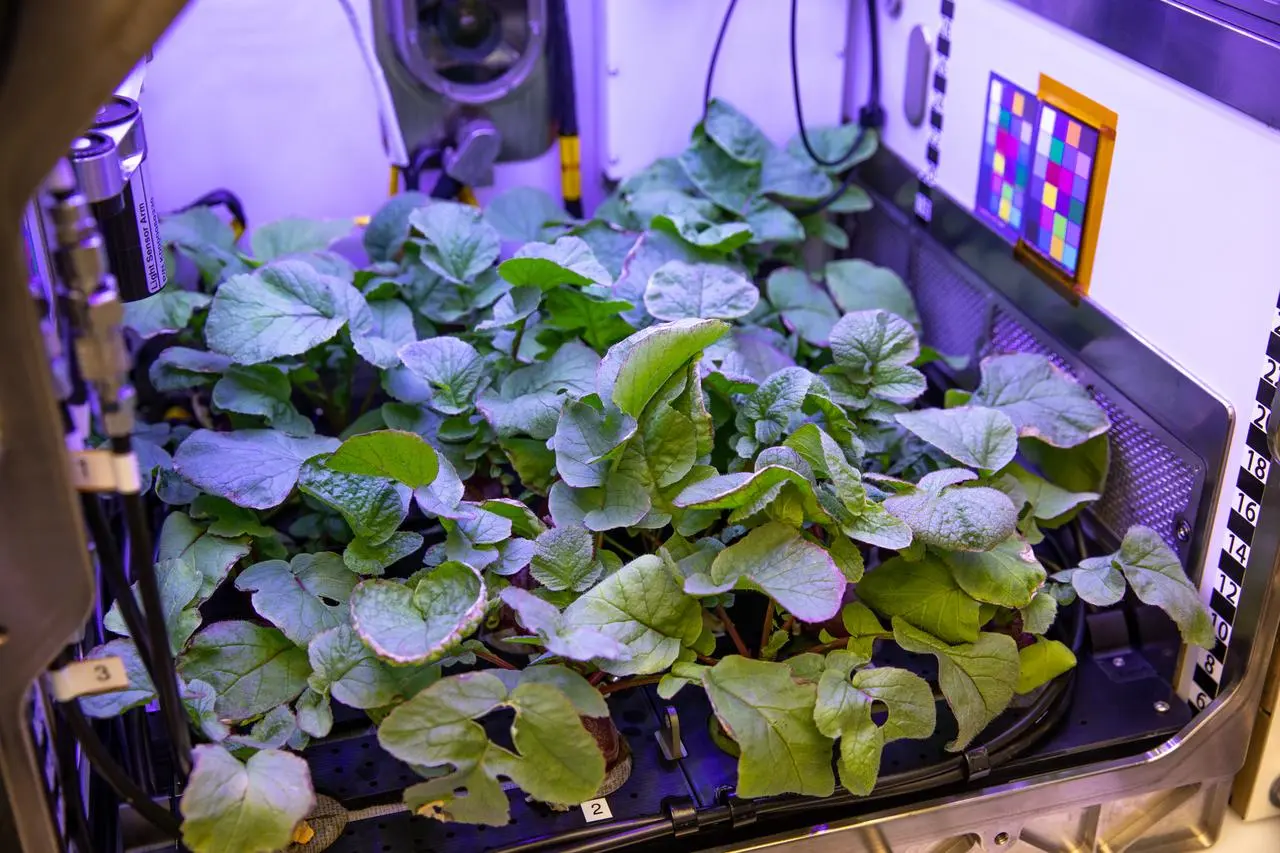 Espacio: NASA selecciona proyectos sobre cultivos y salud espacial