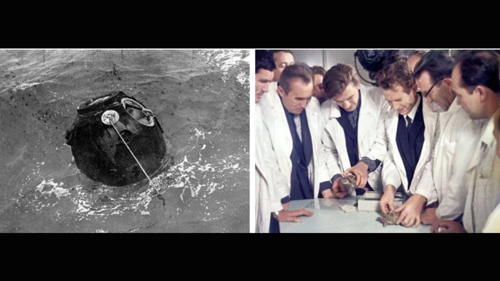 Espacio: Las tortugas que viajaron alrededor de la Luna