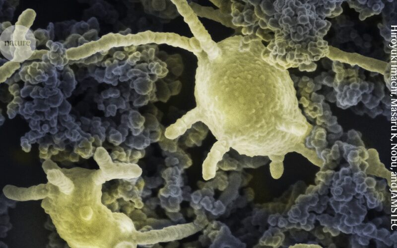 Biología: Cultivan arqueas que dan pistas sobre la vida compleja