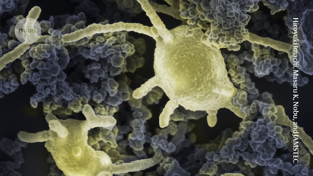 Biología: Cultivan arqueas que dan pistas sobre la vida compleja