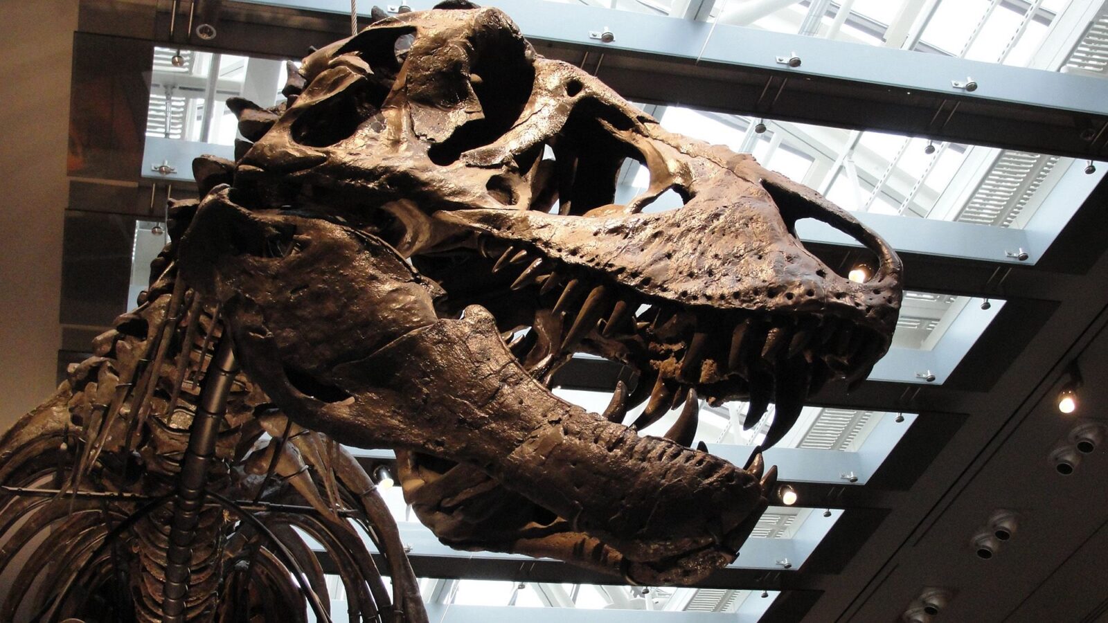 Paleo: Los dientes del T. rex revelan su temperatura