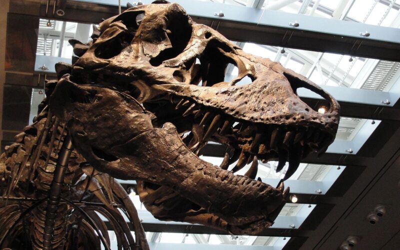 Paleo: Los dientes del T. rex revelan su temperatura
