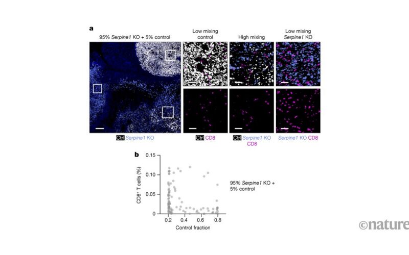 Biología: Una malla protege a las células tumorales