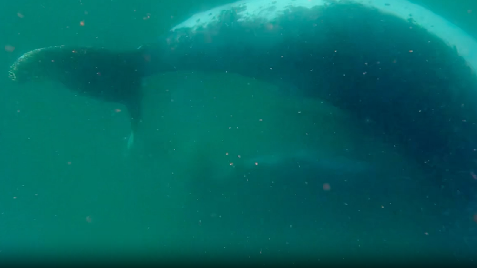 Biología: Una ballena acompaña a su cría nacida muerta