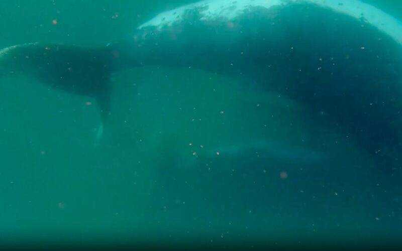 Biología: Una ballena acompaña a su cría nacida muerta