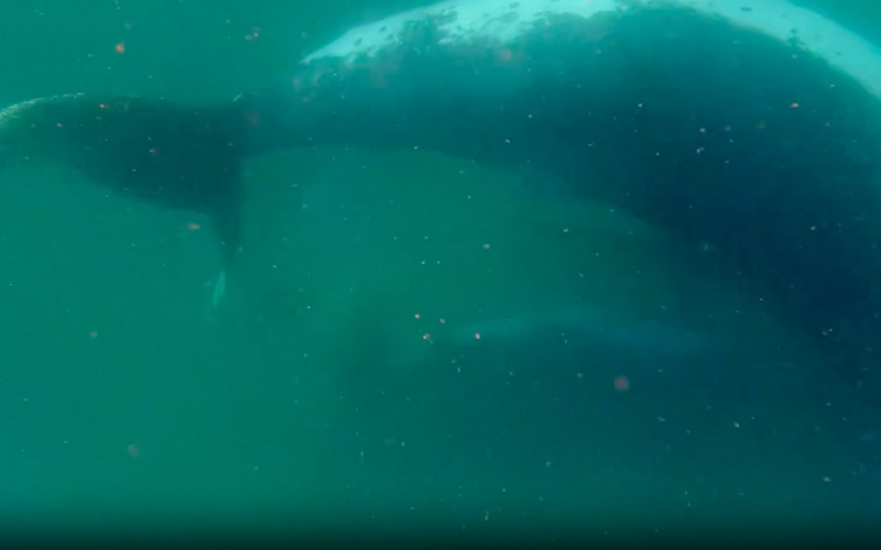 Biología: Una ballena acompaña a su cría nacida muerta