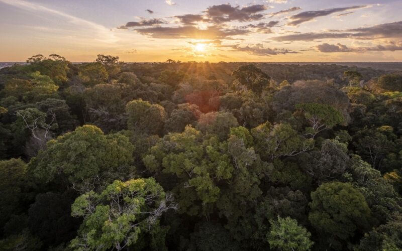 Clima: El Niño y el crimen amenazan la Amazonía