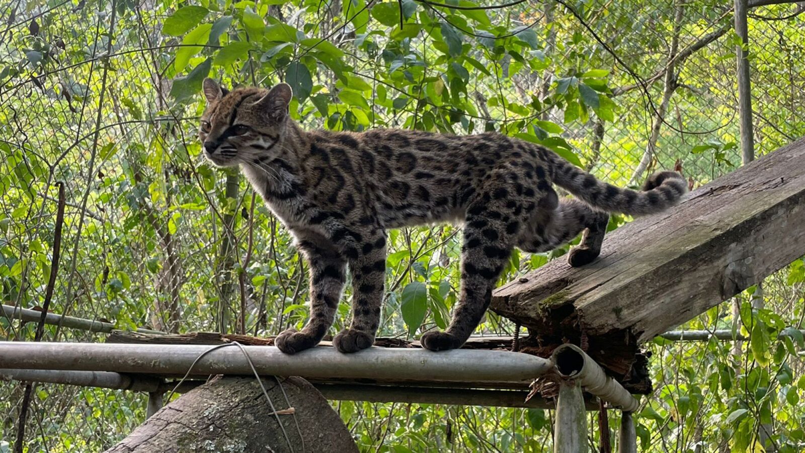 Biología: Los gatos tigre suman una nueva especie