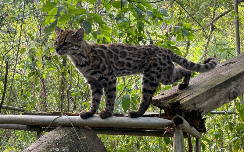 Biología: Los gatos tigre suman una nueva especie