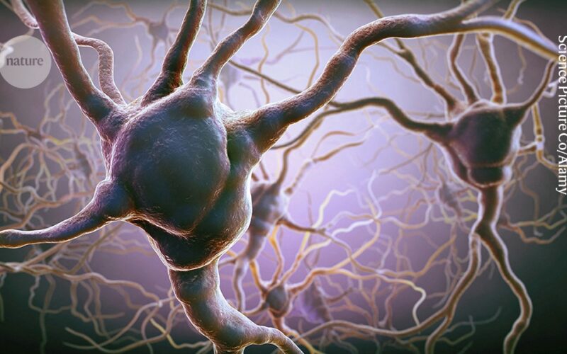 Neuro: Dos zonas cerebrales compiten al decidir qué arriesgar