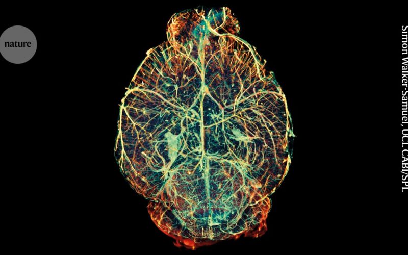 Neurociencia: el cerebro se construiría desde dos linajes