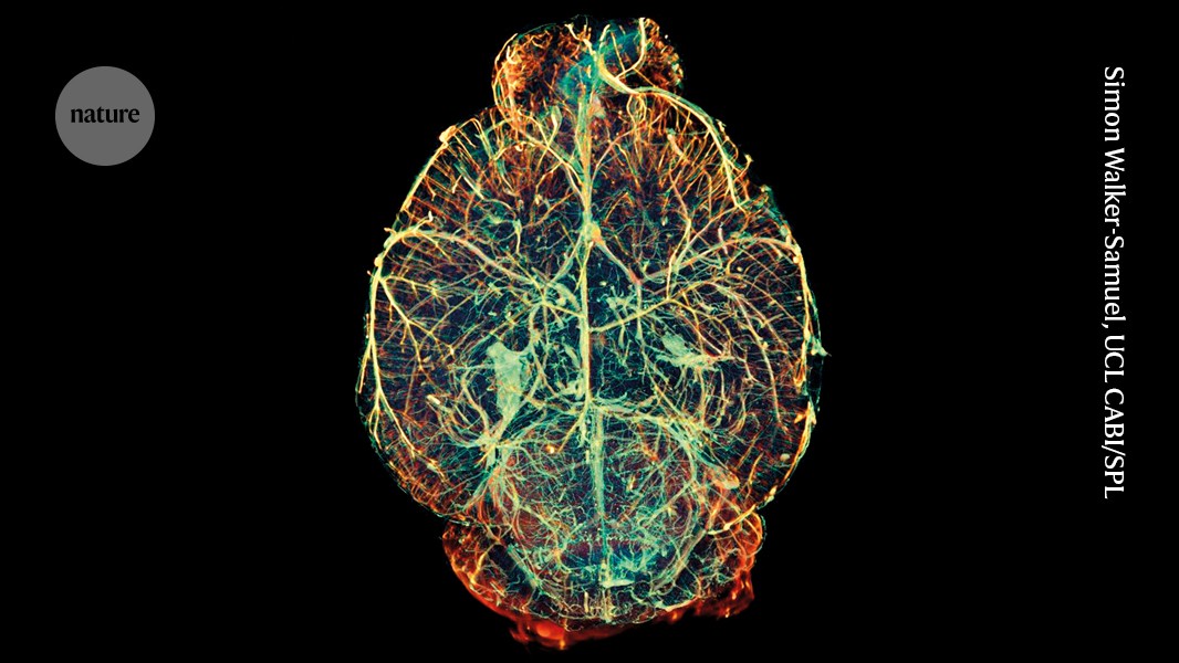 Neurociencia: el cerebro se construiría desde dos linajes