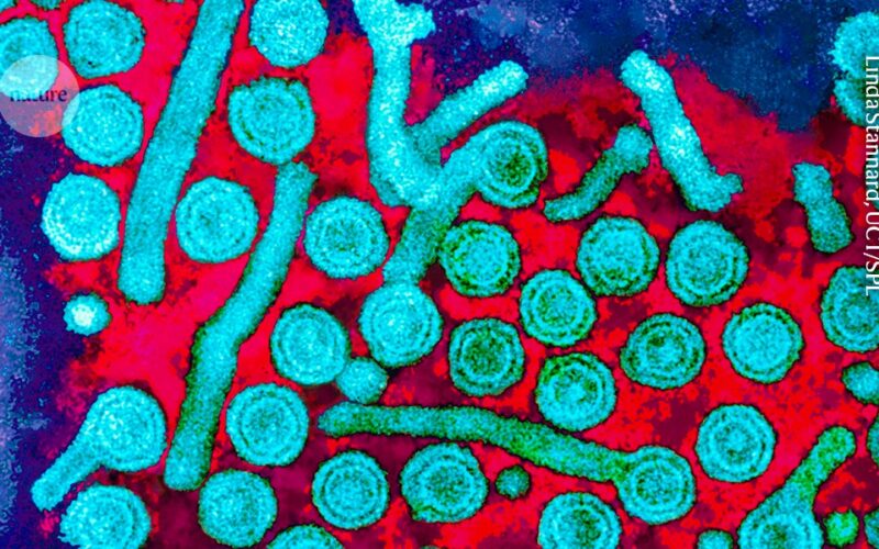Medicina: apagan el virus de la hepatitis B sin cortar su ADN