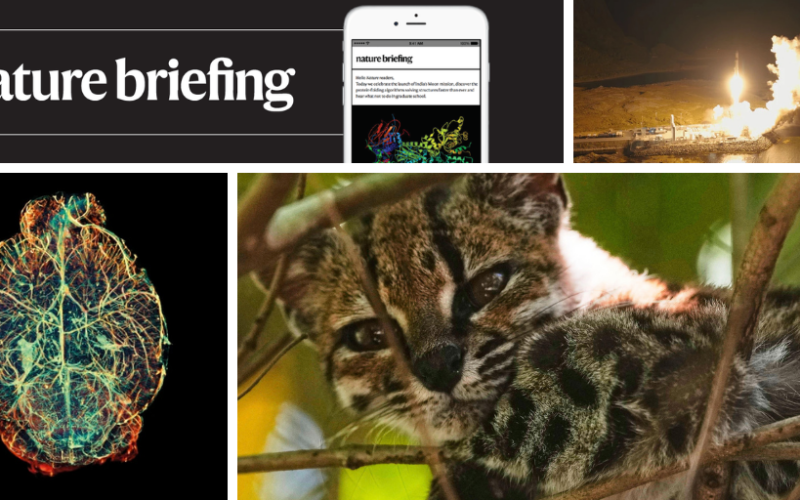 Biología: Un diminuto felino es una especie nueva