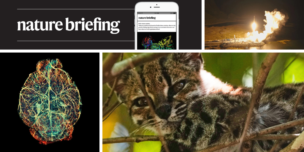 Biología: Un diminuto felino es una especie nueva