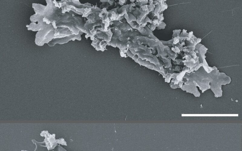 Biología: Una ameba que se reproduce a 63 °C