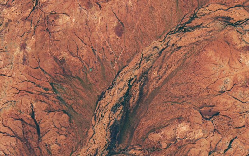 Clima: El desierto de Australia Occidental se cubre de flores
