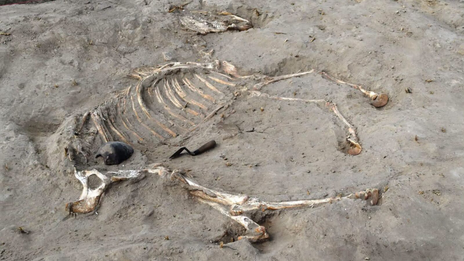 Arqueología: Un caballo de carro enterrado hace 3 000 años en un fuerte egipcio