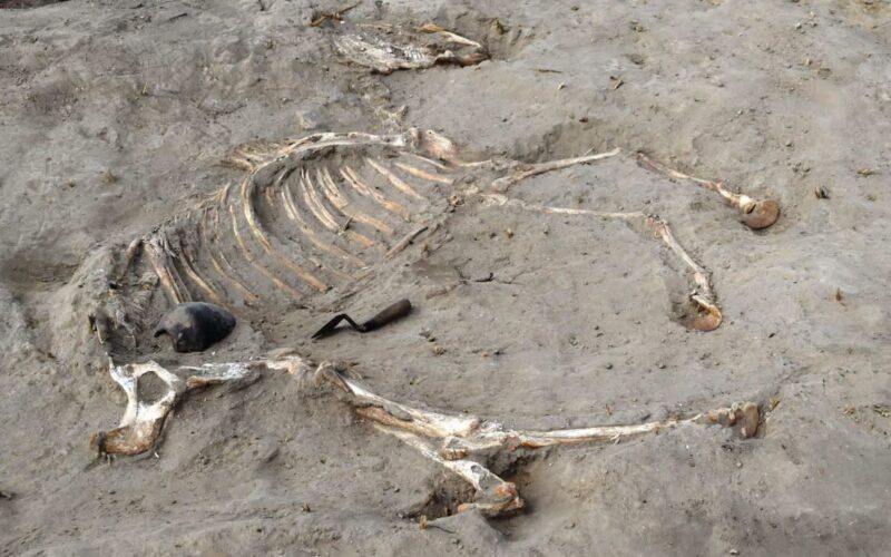 Arqueología: Un caballo de carro enterrado hace 3 000 años en un fuerte egipcio