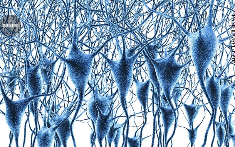Neuro: El mayor mapa genético de la corteza prefrontal