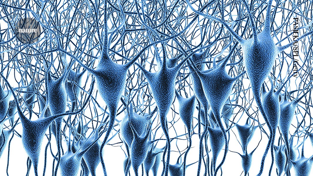 Neuro: El mayor mapa genético de la corteza prefrontal