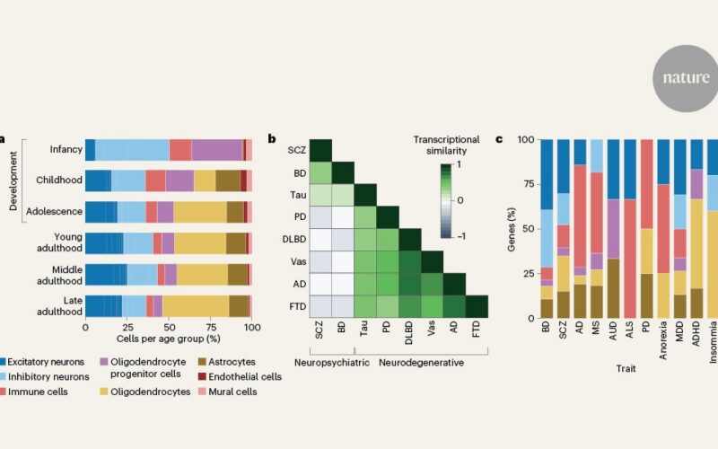 Neuro: Un atlas genético de millones de células del cerebro humano