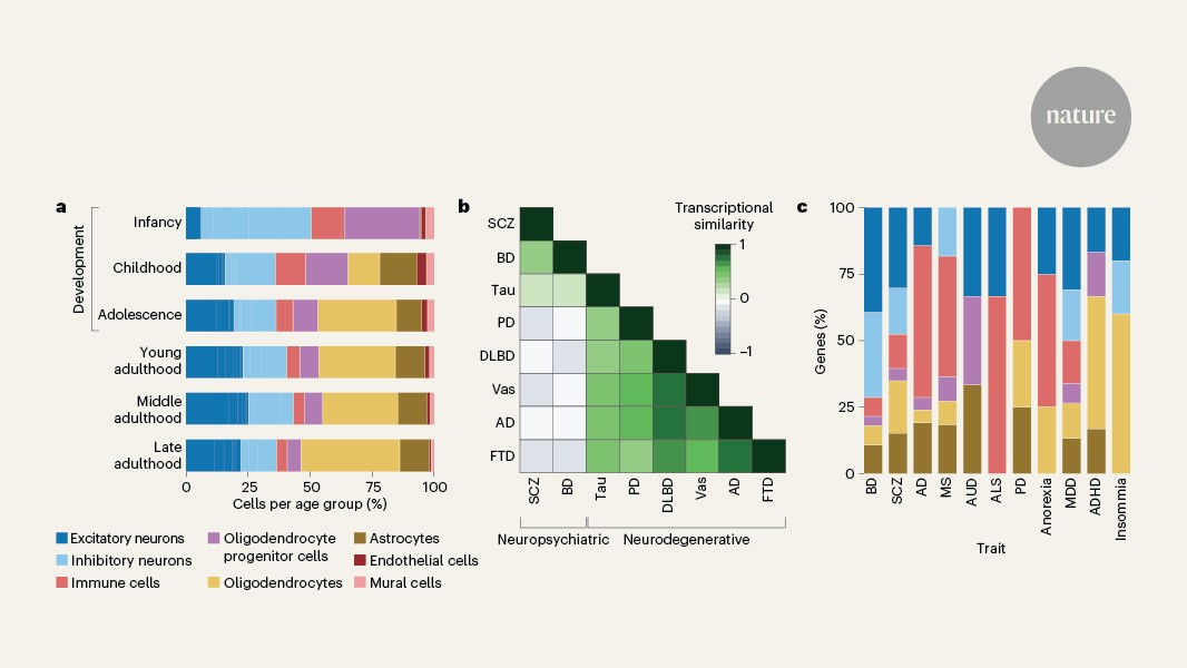 Neuro: Un atlas genético de millones de células del cerebro humano