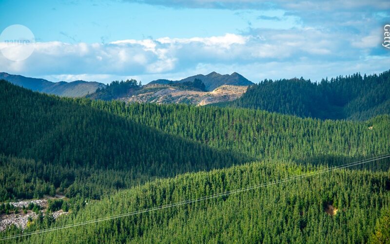 Clima: Coníferas del norte prosperan al otro lado del planeta