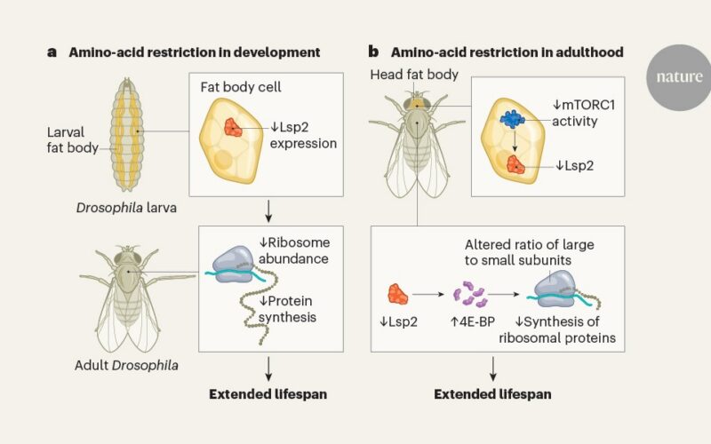 Biología: Una proteína «almacén» conecta comer menos con vivir más