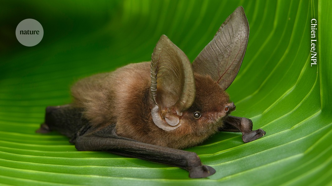 Genética: 103 genomas para descifrar la evolución de los murciélagos