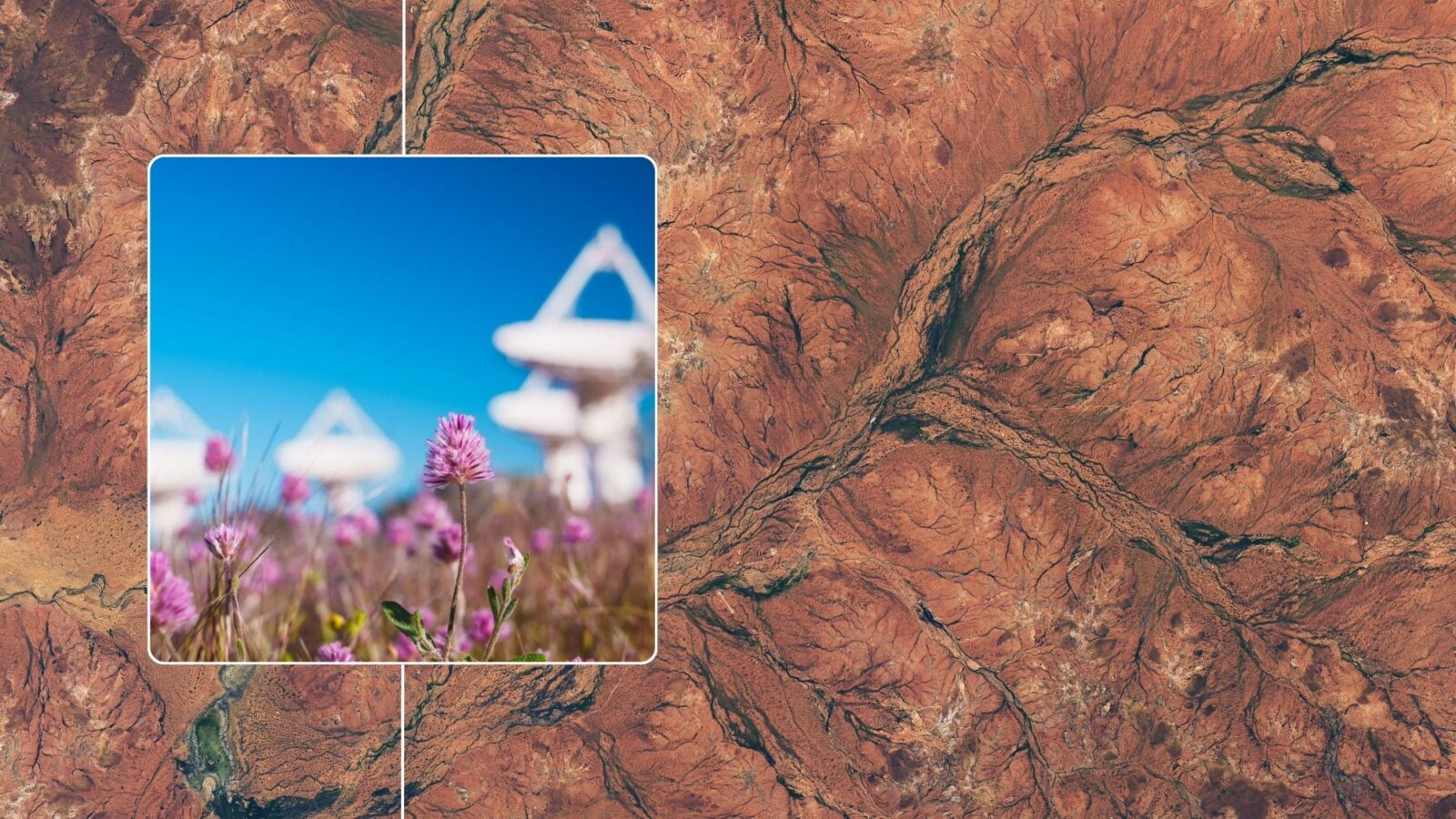 Ecología: El desierto australiano florece a vista de satélite