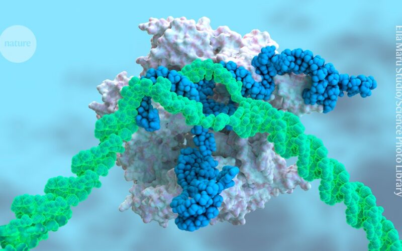 Genética: Más opciones para insertar genes completos